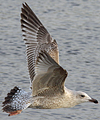 3cy argentatus in January. (80207 bytes)