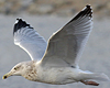 3cy argentatus in January. (80207 bytes)