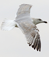 3cy argenteus in January, ringed in the Netherlands. (68274 bytes)