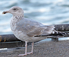 3cy argenteus in January, ringed in the Netherlands. (68274 bytes)