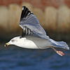 3cy argentatus in January. (80207 bytes)