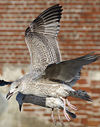 3cy argentatus in January. (80207 bytes)