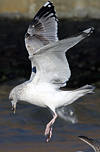 3cy argentatus in January. (80207 bytes)