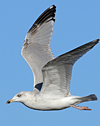 3cy argentatus in January. (80207 bytes)