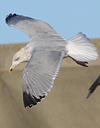 3cy argentatus in January. (80207 bytes)