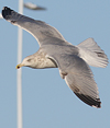 3cy argentatus in January. (80207 bytes)