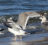 3cy argentatus in January. (80207 bytes)