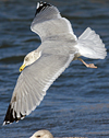 3cy argentatus in January. (80207 bytes)