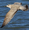 3cy argentatus in January. (80207 bytes)