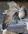 3cy argentatus in January. (80207 bytes)