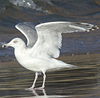 3cy argentatus in January. (80207 bytes)