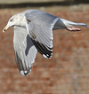 3cy argentatus in January. (80207 bytes)