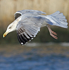 3cy argentatus in January. (80207 bytes)