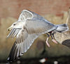 3cy argentatus in January. (80207 bytes)
