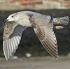 3cy argentatus in January. (80207 bytes)