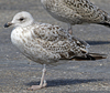 1cy argenteus in November, ringed in Belgium. (25637 bytes)