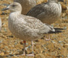 1cy argenteus in September, ringed in the UK. (69121 bytes)