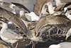 3cy argentatus in January. (80207 bytes)
