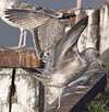3cy argentatus in January. (80207 bytes)