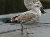 1cy argenteus in November, ringed in Belgium. (25637 bytes)
