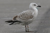 1cy argenteus in November, ringed in Belgium. (25637 bytes)