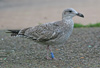 1cy argenteus in November, ringed in Belgium. (25637 bytes)