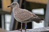 1cy argenteus in November, ringed in Belgium. (25637 bytes)
