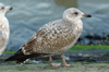 1cy argenteus in November, ringed in Belgium. (25637 bytes)