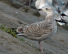 1cy argenteus in November, ringed in Belgium. (25637 bytes)