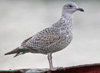 1cy argenteus in November, ringed in Belgium. (25637 bytes)