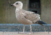 1cy argenteus in November, ringed in Belgium. (25637 bytes)