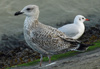 1cy argenteus in November, ringed in Belgium. (25637 bytes)