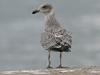 1cy argenteus in November, ringed in Belgium. (25637 bytes)