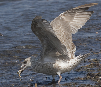 2cy argenteus in February, ringed in the Netherlands. (27385 bytes)