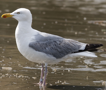 2cy argenteus in February, ringed in the Netherlands. (27385 bytes)