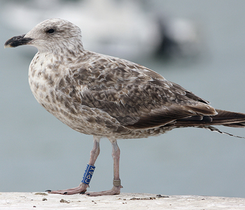2cy argenteus in February, ringed in the Netherlands. (27385 bytes)
