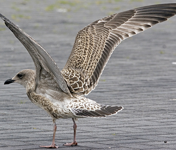 2cy argenteus in February, ringed in the Netherlands. (27385 bytes)