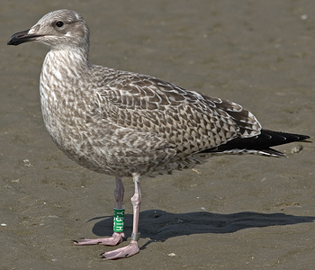 2cy argenteus in February, ringed in the Netherlands. (27385 bytes)