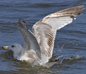 2cy argenteus in February, ringed in the Netherlands. (27385 bytes)