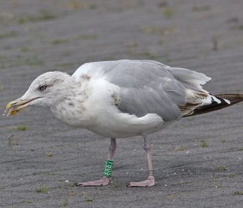 2cy argenteus in February, ringed in the Netherlands. (27385 bytes)