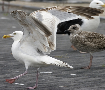 2cy argenteus in February, ringed in the Netherlands. (27385 bytes)
