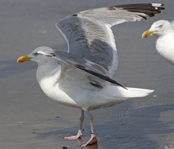 2cy argenteus in February, ringed in the Netherlands. (27385 bytes)