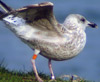 2cy argenteus in February, ringed in the Netherlands. (27385 bytes)