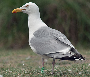 2cy argenteus in February, ringed in the Netherlands. (27385 bytes)