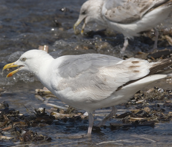 2cy argenteus in February, ringed in the Netherlands. (27385 bytes)