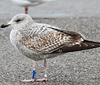 Herring Gull