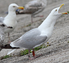 1cy argenteus in November, ringed in Belgium. (25637 bytes)