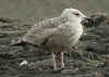 1cy argenteus in November, ringed in Belgium. (94977 bytes)