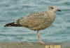 1cy argenteus in October, ringed in the Netherlands. (70314 bytes)