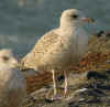 1cy argenteus in November, ringed in the Netherlands. (79663 bytes)